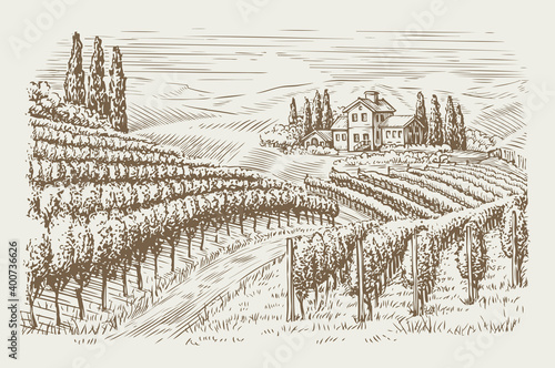 Vineyard landscape vintage. Hand drawn sketch vector illustration