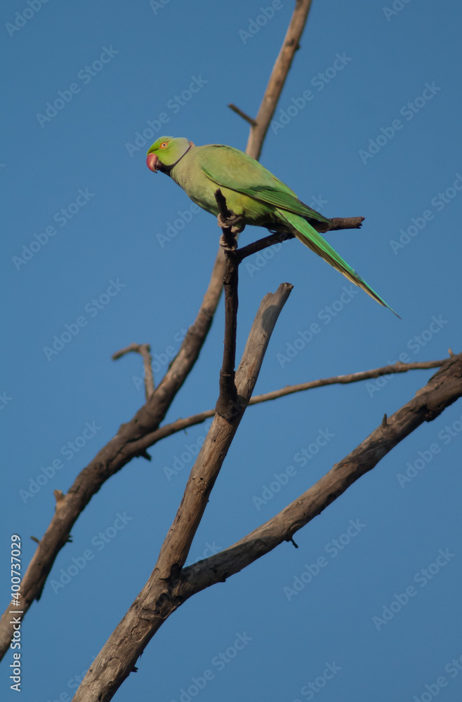 Male rose-ringed parakeet Psittacula krameri. Keoladeo Ghana National Park. Bharatpur. Rajasthan. India. Male rose-ringed parakeet Psittacula krameri. Keoladeo Ghana National Park. Bharatpur. Rajasthan. India.