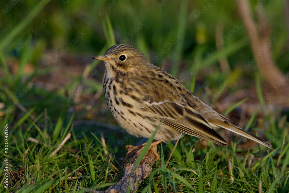 Graspieper, Meadow Pipit, Anthus pratensis Graspieper, Meadow Pipit, Anthus pratensis