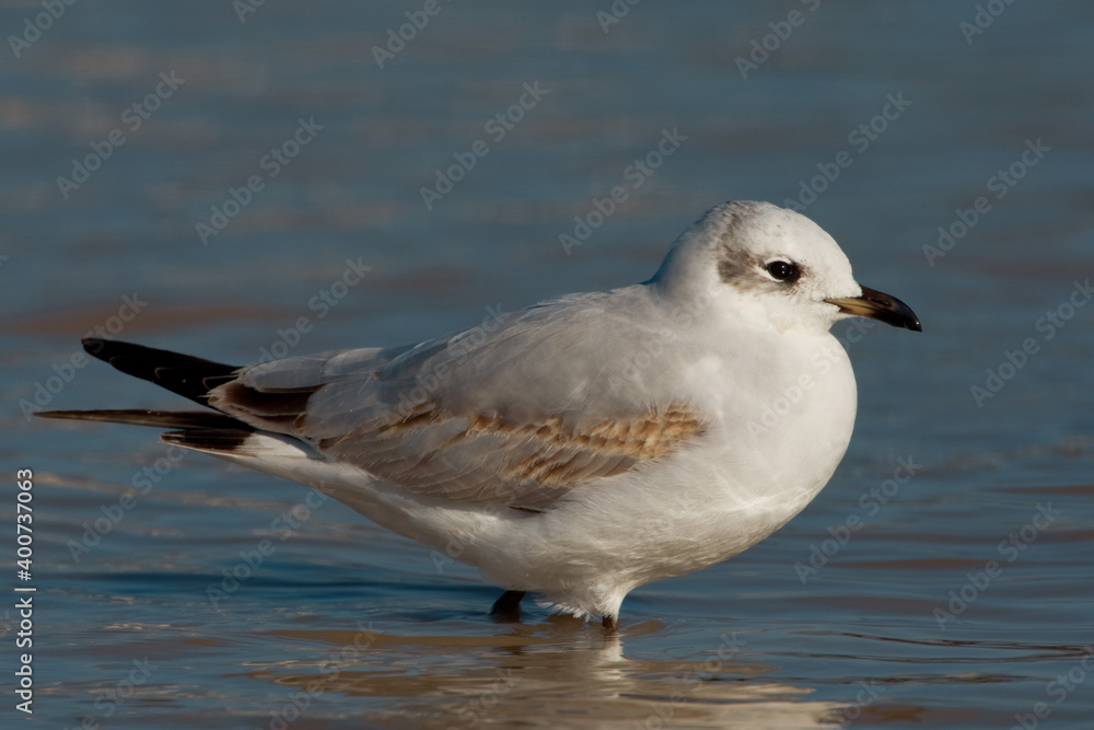 Zwartkopmeeuw, Mediterranean Gull, Larus melanocephalus