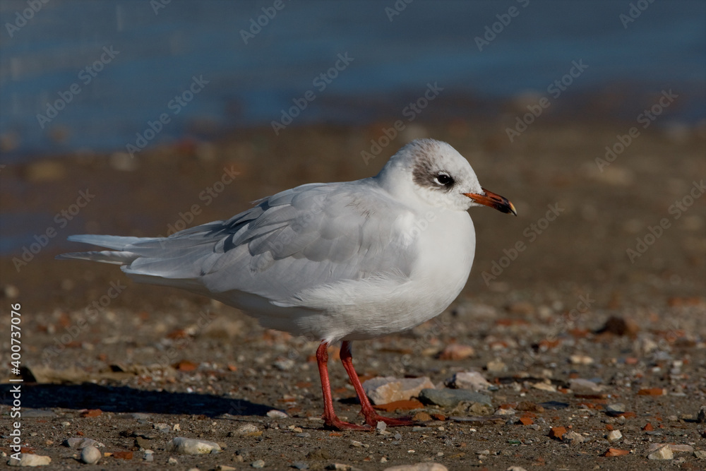 Fototapeta premium Zwartkopmeeuw, Mediterranean Gull, Larus melanocephalus
