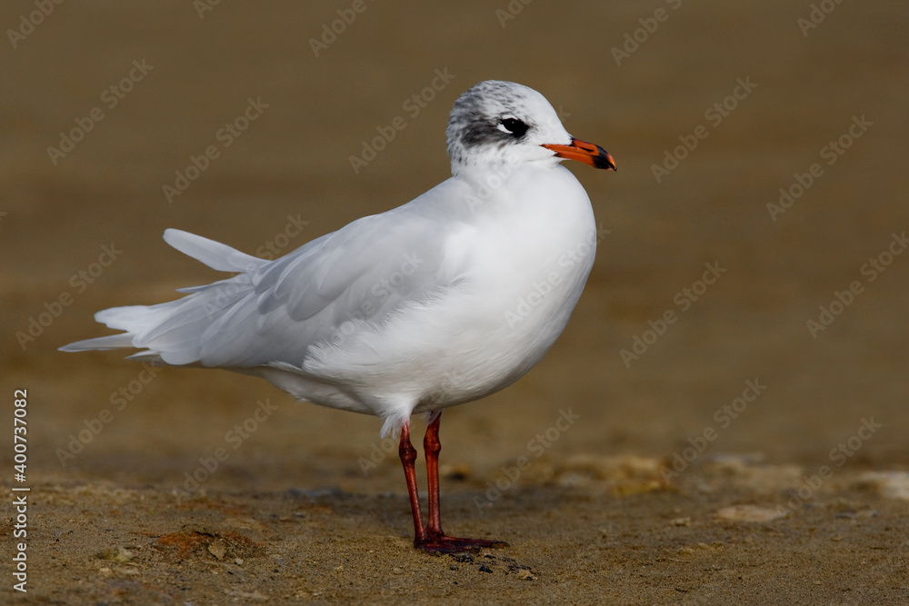 Zwartkopmeeuw, Mediterranean Gull, Larus melanocephalus Zwartkopmeeuw, Mediterranean Gull, Larus melanocephalus