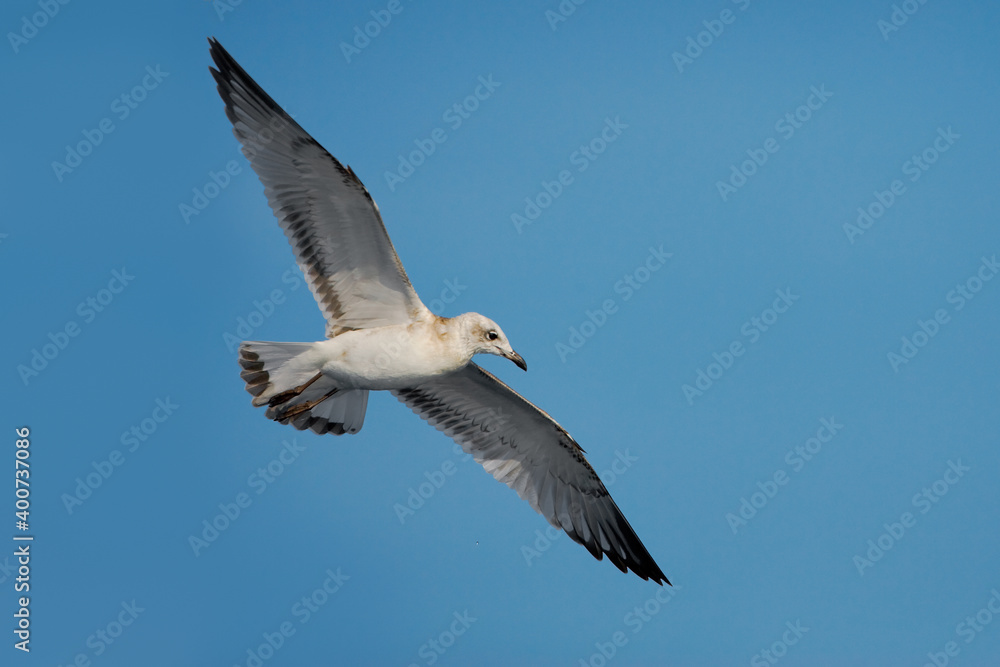Zwartkopmeeuw, Mediterranean Gull, Larus melanocephalus Zwartkopmeeuw, Mediterranean Gull, Larus melanocephalus