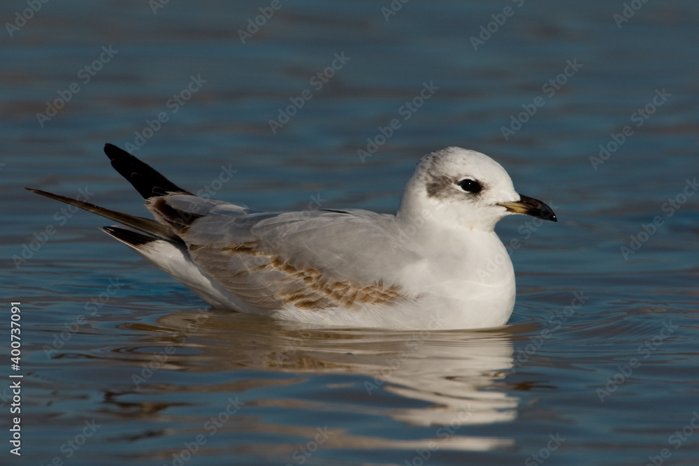 Zwartkopmeeuw, Mediterranean Gull, Larus melanocephalus Zwartkopmeeuw, Mediterranean Gull, Larus melanocephalus