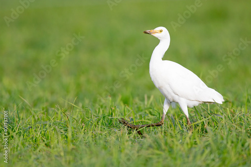 A cattle egret foraging in a meadow with cows in the Netherlands.