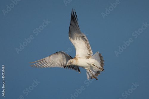 Zwartkopmeeuw, Mediterranean Gull, Larus melanocephalus © AGAMI