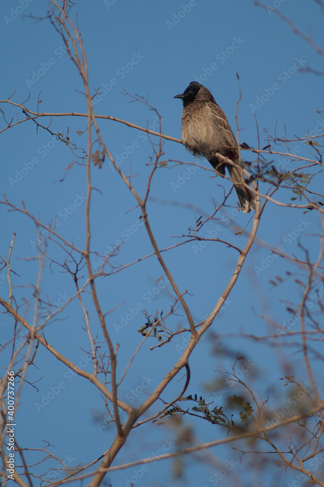 Red-vented bulbul Pycnonotus cafer on a branch. Keoladeo Ghana National Park. Bharatpur. Rajasthan. India. Red-vented bulbul Pycnonotus cafer on a branch. Keoladeo Ghana National Park. Bharatpur. Rajasthan. India.