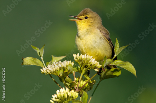 Orpheusspotvogel, Melodious Warbler, Hippolais polyglotta photo