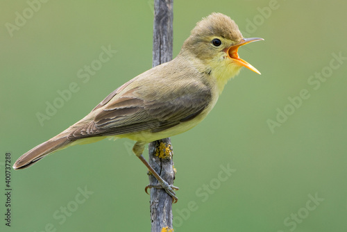 Orpheusspotvogel, Melodious Warbler, Hippolais polyglotta photo