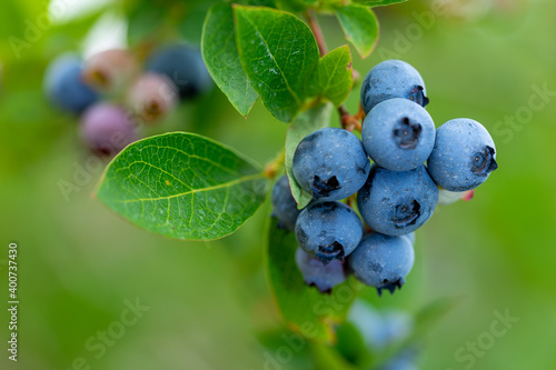 Photography Blueberry, blueberries growing on the bushes