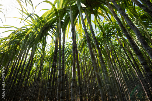 Sugarcane plants growing at field