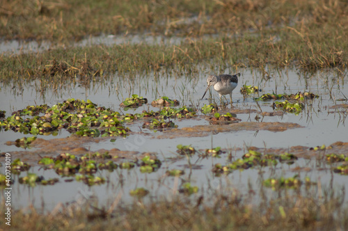 Common greenshank Tringa nebularia in a lagoon. Keoladeo Ghana National Park. Bharatpur. Rajasthan. India. © Víctor