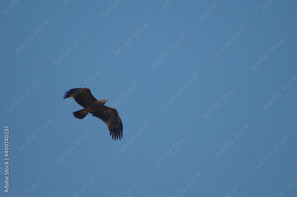 Underside view of a steppe eagle Aquila nipalensis. Keoladeo Ghana National Park. Bharatpur. Rajasthan. India. Underside view of a steppe eagle Aquila nipalensis. Keoladeo Ghana National Park. Bharatpur. Rajasthan. India.