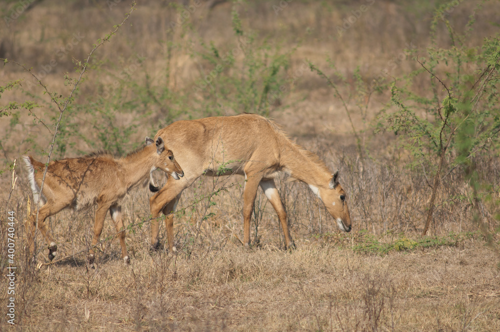 Female and calve of nilgai Boselaphus tragocamelus. Keoladeo Ghana National Park. Bharatpur. Rajasthan. India. Female and calve of nilgai Boselaphus tragocamelus. Keoladeo Ghana National Park. Bharatpur. Rajasthan. India.