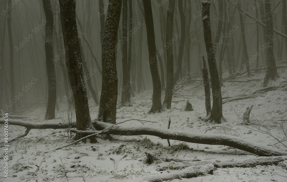 Obraz premium Winter forest