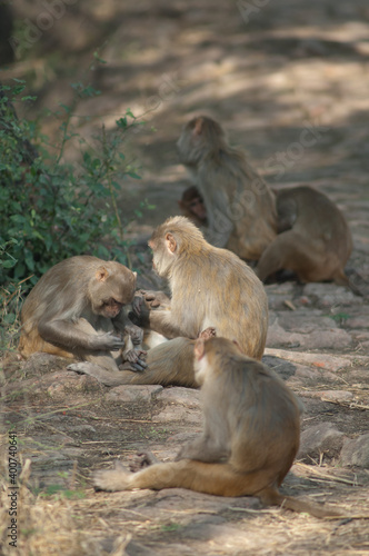 Rhesus macaques Macaca mulatta grooming. Keoladeo Ghana National Park. Bharatpur. Rajasthan. India. © Víctor