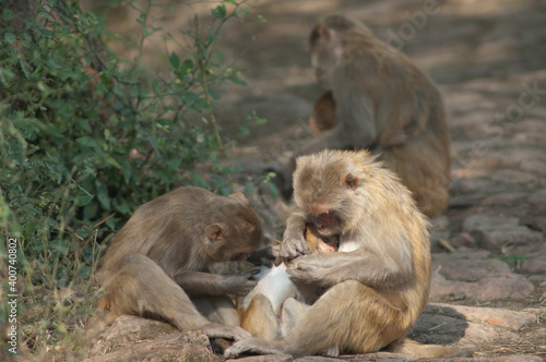 Rhesus macaques Macaca mulatta grooming her baby. Keoladeo Ghana National Park. Bharatpur. Rajasthan. India.