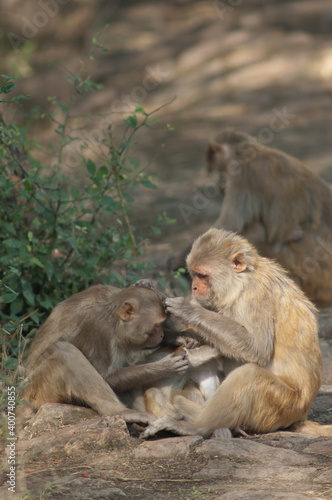 Rhesus macaques Macaca mulatta grooming. Keoladeo Ghana National Park. Bharatpur. Rajasthan. India.