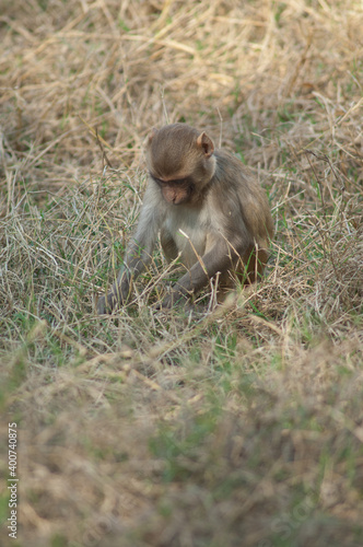 Rhesus macaque Macaca mulatta infant searching for food. Keoladeo Ghana National Park. Bharatpur. Rajasthan. India. © Víctor