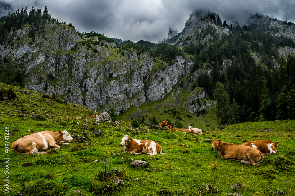 Herd Of Cows In National Park Gesaeuse In The Ennstaler Alps In Austria