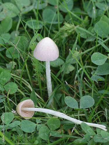Conocybe apala, known as the white dunce cap, wild mushroom from Finland photo