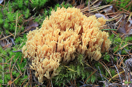 Ramaria flava, also called Ramaria eosanguinea, pale-yellow clavaria, a wild coral fungus from Finland