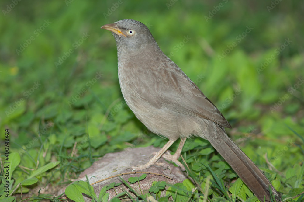 Jungle babbler Turdoides striatus on the ground. Keoladeo Ghana National Park. Bharatpur. Rajasthan. India. Jungle babbler Turdoides striatus on the ground. Keoladeo Ghana National Park. Bharatpur. Rajasthan. India.
