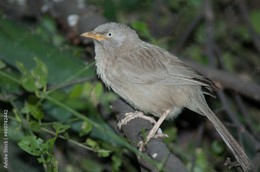 Jungle babbler Turdoides striatus on a branch. Keoladeo Ghana National Park. Bharatpur. Rajasthan. India. Jungle babbler Turdoides striatus on a branch. Keoladeo Ghana National Park. Bharatpur. Rajasthan. India.