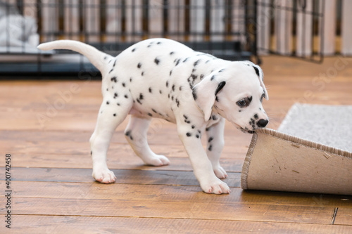 Little dalmatian puppy gnaws a corner of a gray carpet