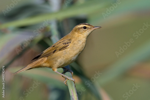 Rietzanger, Sedge Warbler, Acrocephalus schoenobaenus photo