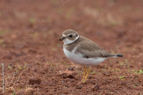 Amerikaanse Bontbekplevier, Semipalmated Plover, Charadrius semipalmatus photo