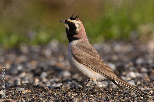 Strandleeuwerik, Horned Lark, Eremophila alpestris photo