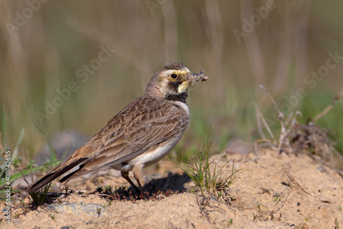 Strandleeuwerik, Horned Lark, Eremophila alpestris photo