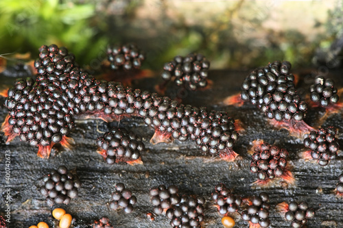 Metatrichia vesparium, commonly known as wasp nest slime mold