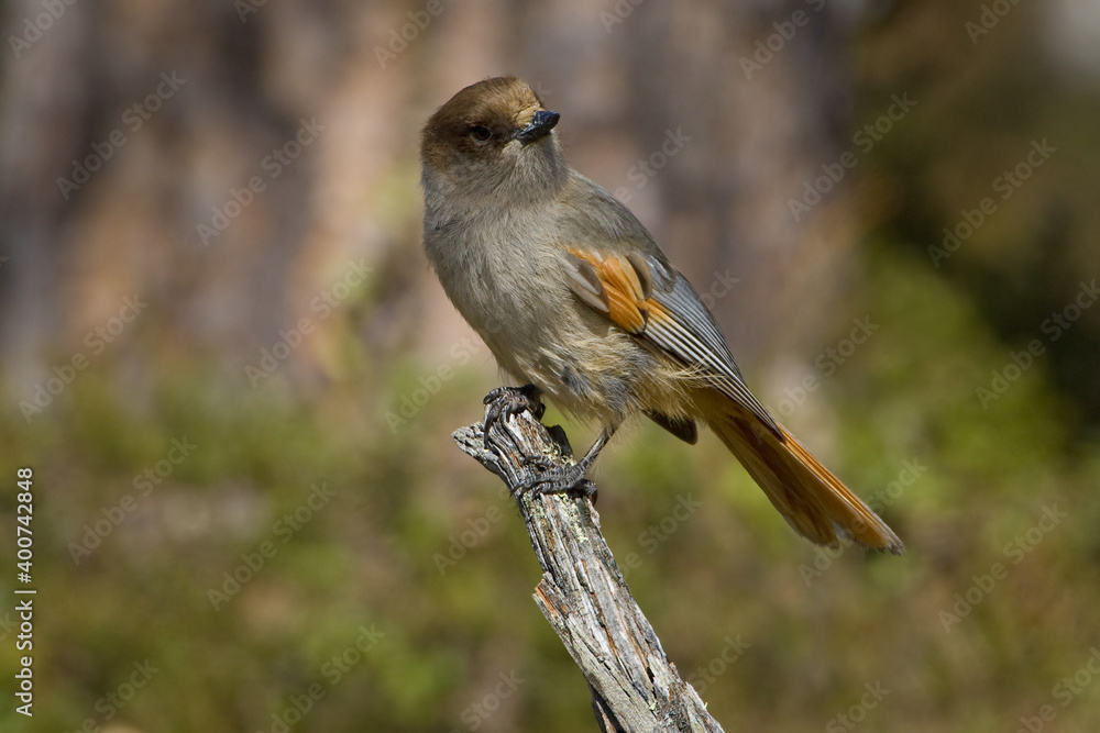 Taigagaai, Siberian Jay, Perisoreus infaustus