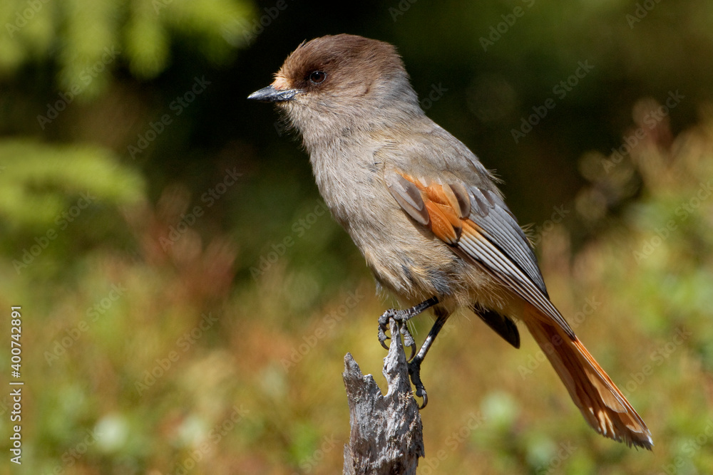 Taigagaai, Siberian Jay, Perisoreus infaustus