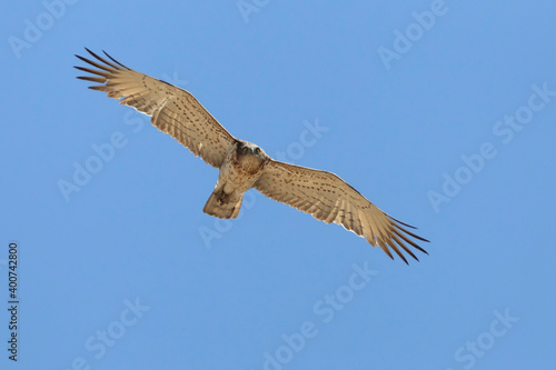 Slangenarend  Short-toed Eagle  Circaetus gallicus