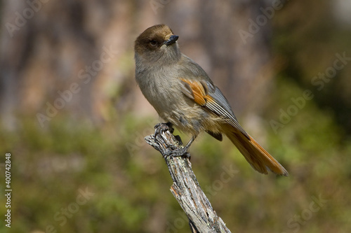 Obraz na płótnie Taigagaai, Siberian Jay, Perisoreus infaustus w salonie