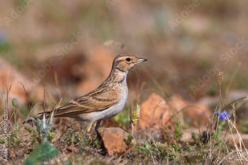 Kortteenleeuwerik, Short-toed Lark, Calandrella brachydactyla