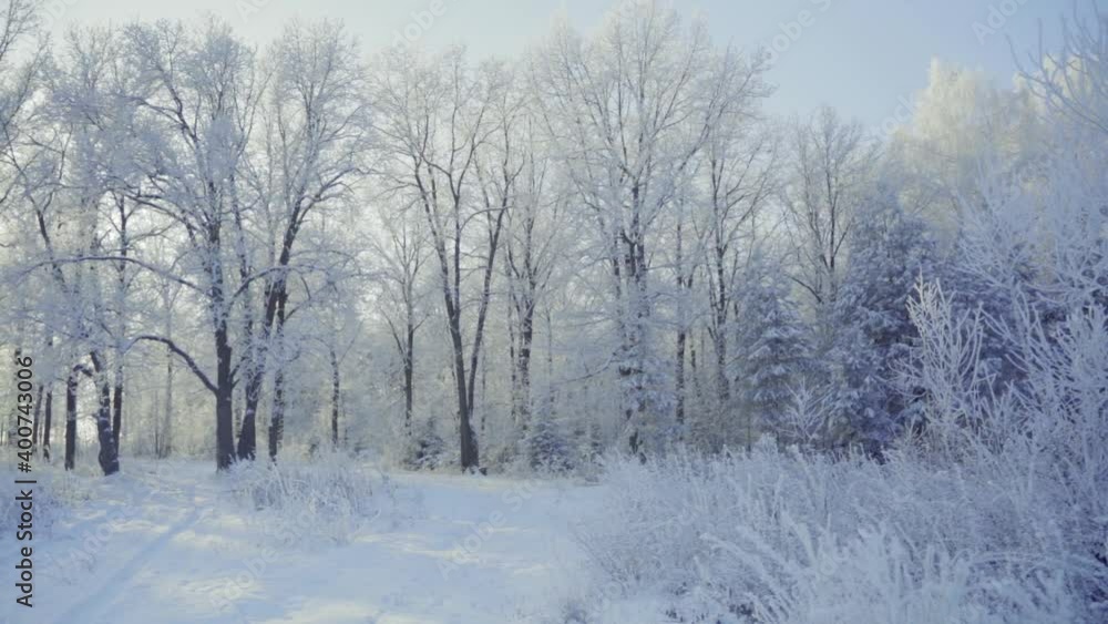 Walk through the winter forest with snow-covered trees on a beautiful frosty morning. No people Walk through the winter forest with snow-covered trees on a beautiful frosty morning. No people