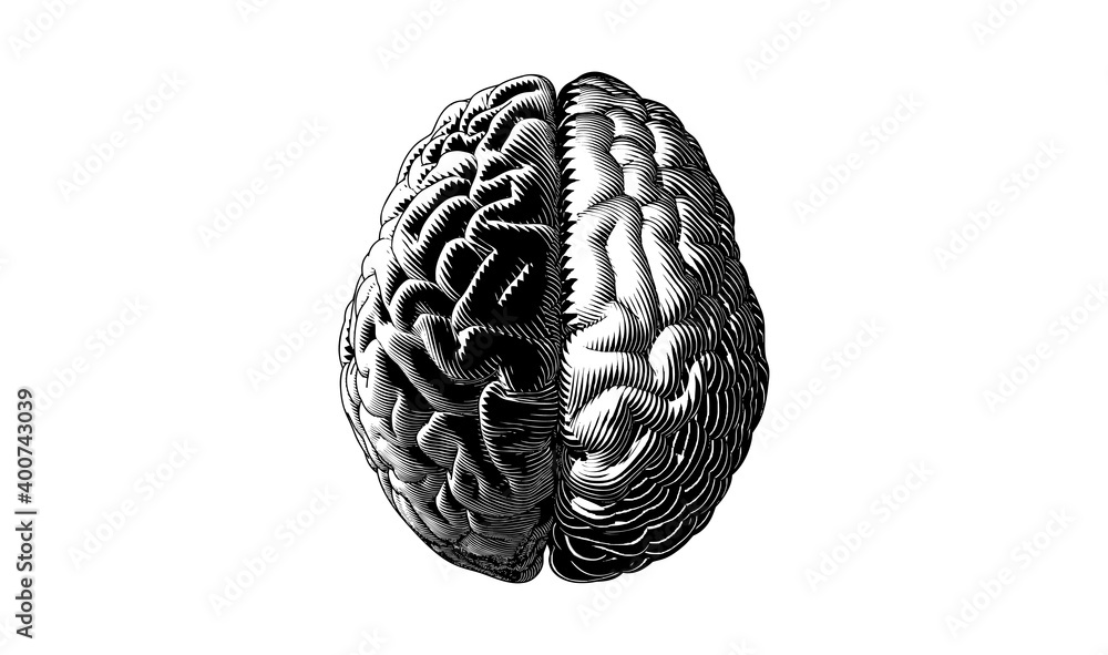 Engraving human brain left and right cerebral illustration on white BG Engraving human brain left and right cerebral illustration on white BG