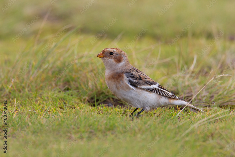 Sneeuwgors, Snow Bunting, Plectrophenax nivalis Sneeuwgors, Snow Bunting, Plectrophenax nivalis