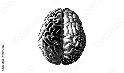 Engraving human brain left and right cerebral illustration on white BG