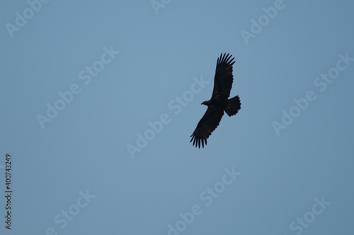 Steppe eagle Aquila nipalensis in flight. Keoladeo Ghana National Park. Bharatpur. Rajasthan. India.