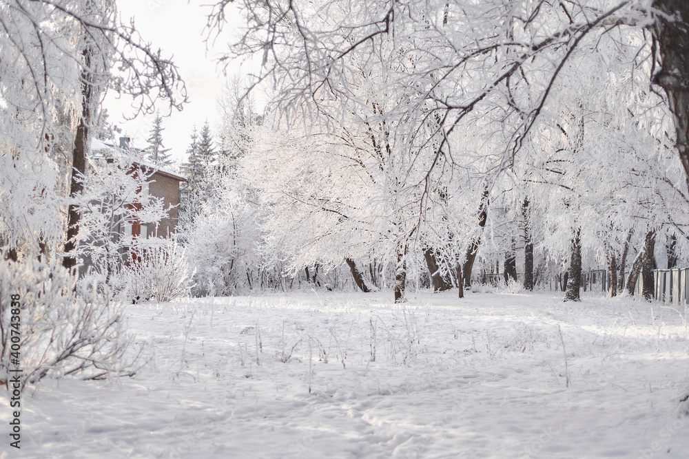 Fototapeta premium winter forest in the snow