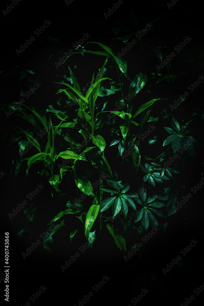 Jungle tropical leaves with atmospheric dark mood Jungle tropical leaves with atmospheric dark mood