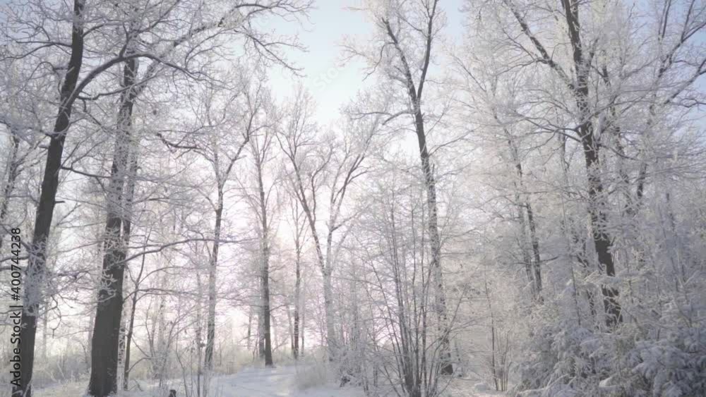 Walk through the winter forest with snow-covered trees on a beautiful frosty morning. No people Walk through the winter forest with snow-covered trees on a beautiful frosty morning. No people