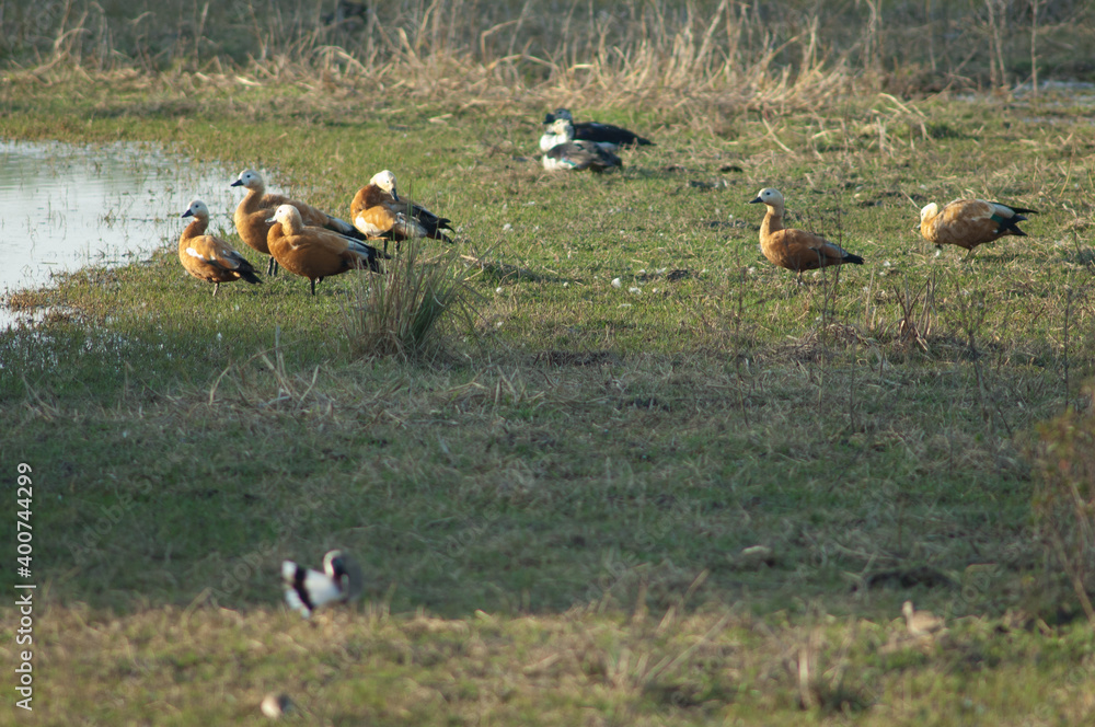 Ruddy shelducks Tadorna ferruginea in the edge of a lagoon. Keoladeo Ghana National Park. Bharatpur. Rajasthan. India. Ruddy shelducks Tadorna ferruginea in the edge of a lagoon. Keoladeo Ghana National Park. Bharatpur. Rajasthan. India.