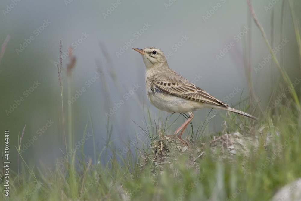 Tawny Pipit, Duinpieper, Anthus campestris Tawny Pipit, Duinpieper, Anthus campestris