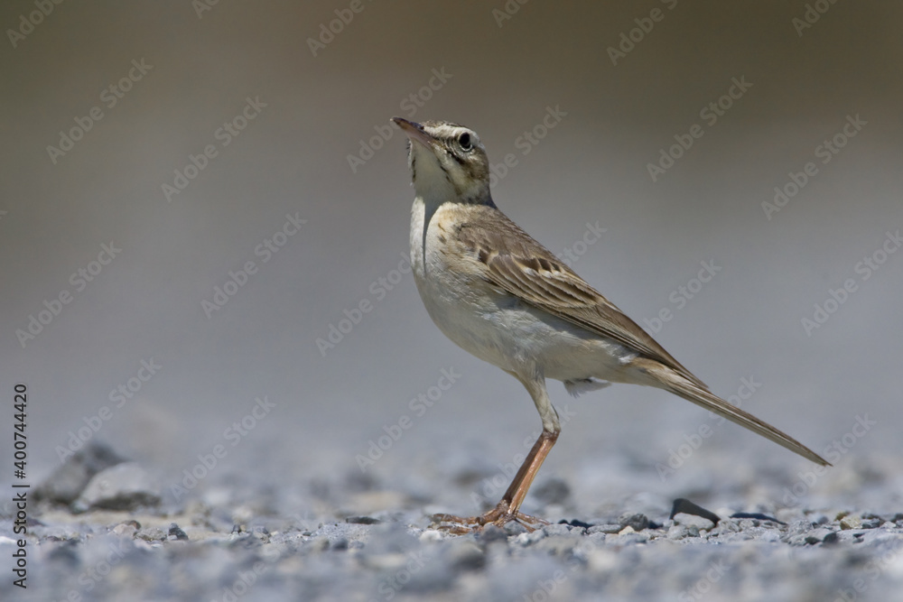 Fototapeta premium Tawny Pipit, Duinpieper, Anthus campestris